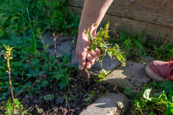 Kvinnans Händer Planterar Ett Grönt Gräs Trädgården — Stockfoto