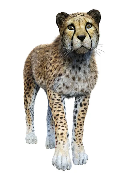 Rendering Van Een Grote Kat Cheeta Geïsoleerd Witte Achtergrond — Stockfoto