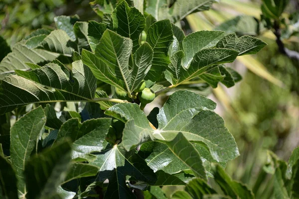 Green Leaves Plant Garden — Stock Photo, Image