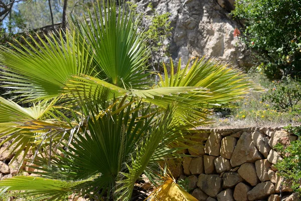 Plantas Verdes Jardim — Fotografia de Stock