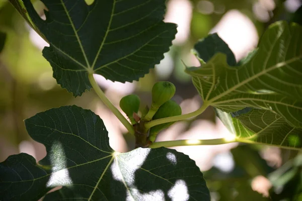 Las Hojas Verdes Del Árbol — Foto de Stock