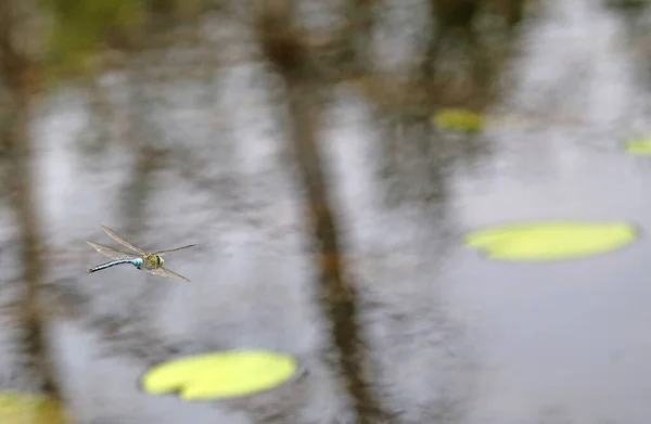 小さな鳥が水中を飛んでいます — ストック写真