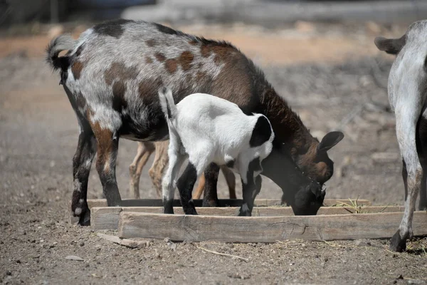 Una Cabra Zoológico — Foto de Stock