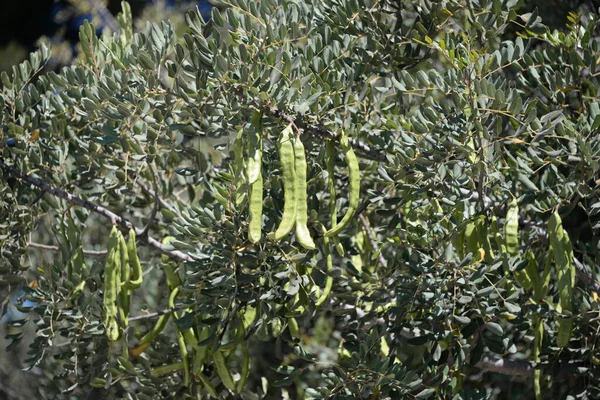 Καρπός Του Δέντρου Baobab Στην Επαρχία Alicante Costa Blanca Ισπανία — Φωτογραφία Αρχείου