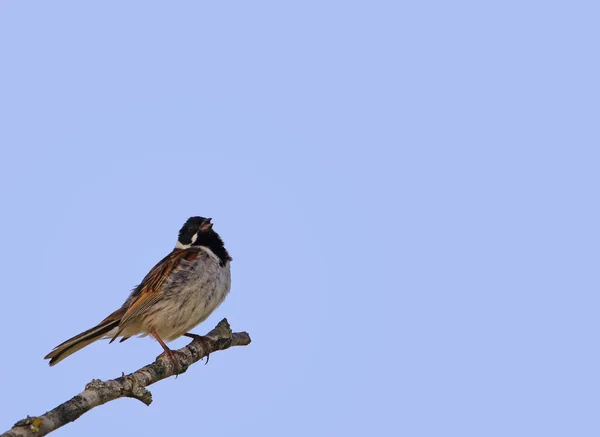 Bird Branch — Stock Photo, Image