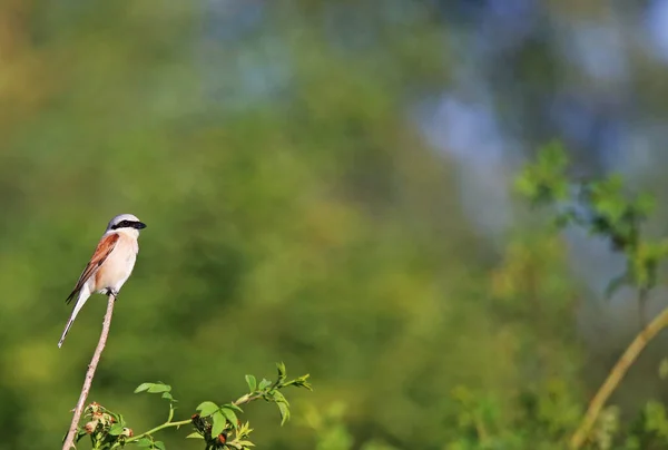 Ptak Gałęzi Lesie — Zdjęcie stockowe