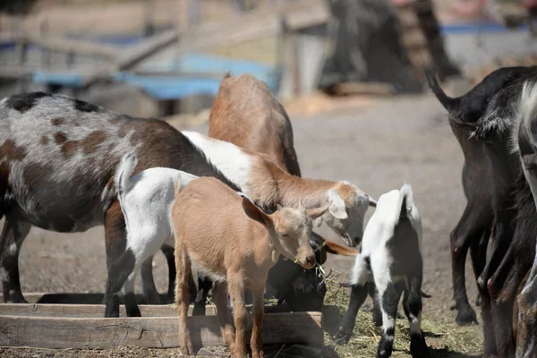 Cabras Granja — Foto de Stock