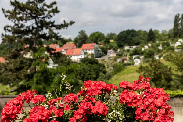 Red Begonia Blossom Buds Front City Meissen Seen Castle Hill — Stock Photo, Image