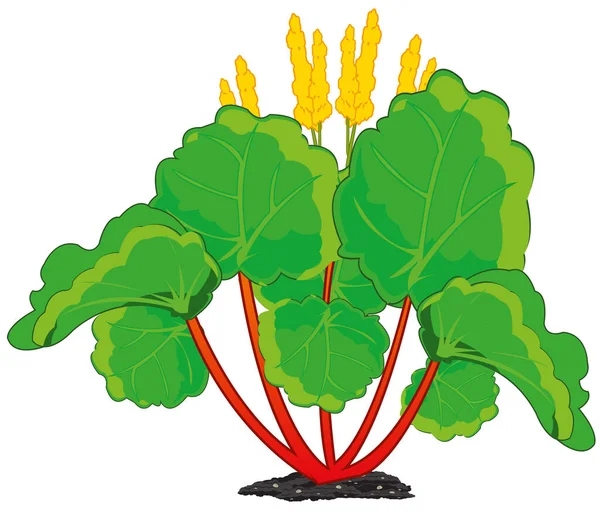 Векторная Иллюстрация Декоративного Растительного Ревеня — стоковое фото