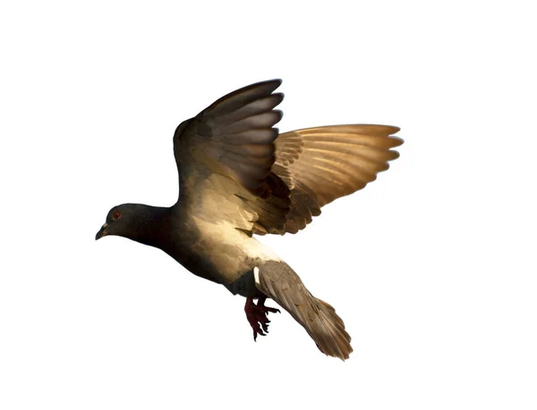Taube Fliegt Isoliert Auf Weißem Hintergrund Mit Schneideweg — Stockfoto