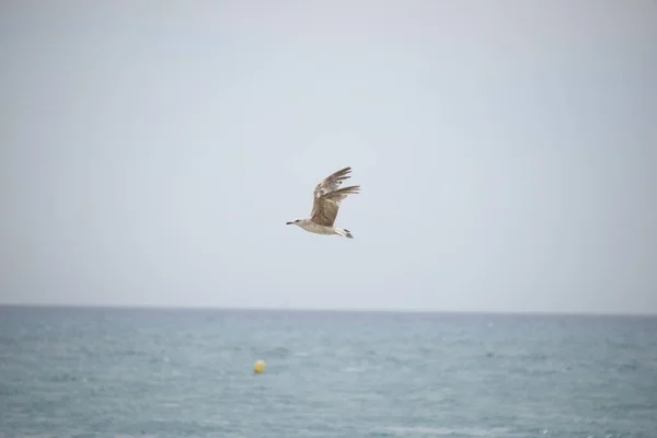 Möwe Fliegt Meer — Stockfoto