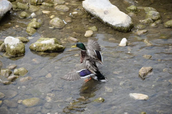 Ducks Lake — Stock Photo, Image