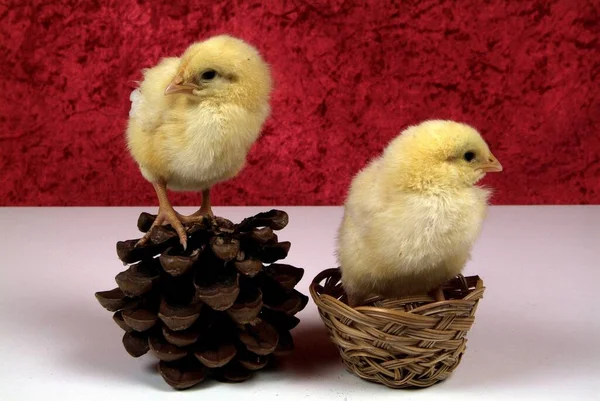有红蛋的可爱小鸡 — 图库照片