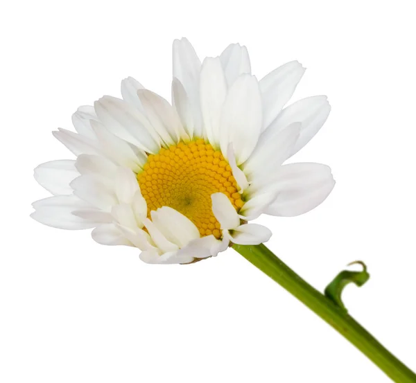 Biała Daisy Marguerite Izolowana Białym Tle Tym Ścieżka Wycinania Niemcy — Zdjęcie stockowe