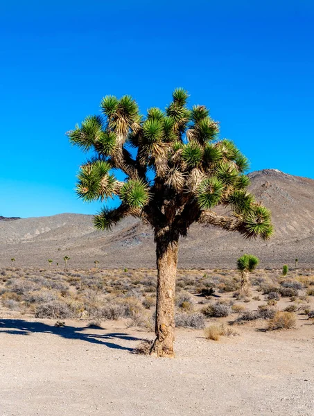 Schöner Blick Auf Die Wüste Negev Park Israel — Stockfoto