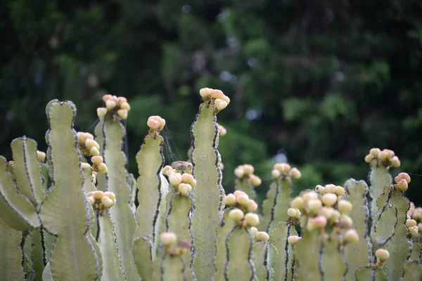 Kwitnący Kaktus Prowincji Alicante Costa Blanca Hiszpania — Zdjęcie stockowe