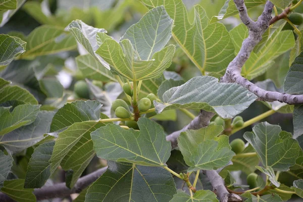 Foglie Verdi Albero — Foto Stock