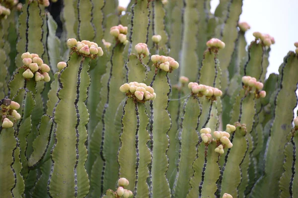 Ein Blühender Kaktus Der Provinz Alicante Costa Blanca Spanien — Stockfoto