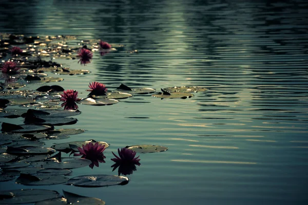 Groupe Lotus Rose Dans Étang Couleur Magique Lever Soleil Photographie — Photo