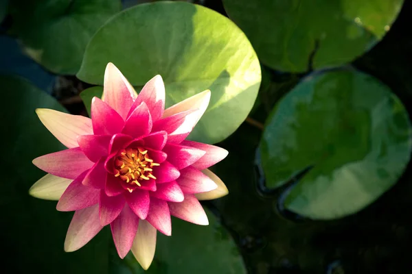 Beautiful Flower Pink Lotus Pond — Stock Photo, Image
