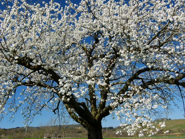 Körsbärsblomma Våren — Stockfoto
