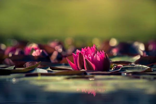 日の出の魔法の色で池のピンクの蓮の美しいグループ 水の反射だ 芸術写真だ 背景も前景も — ストック写真