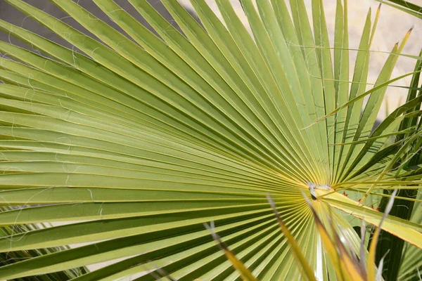 Зелене Листя Пальми — стокове фото
