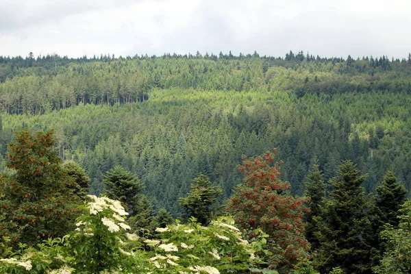 Orman Ağaçlar Meşe Kayın Köknar Ladin Huş Ağacı Keresteciler Avcılar — Stok fotoğraf