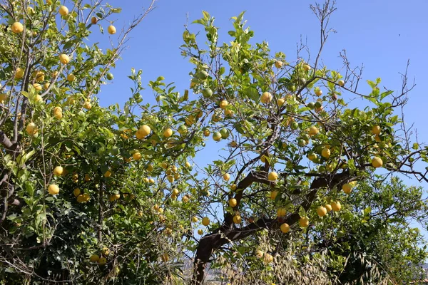 Manzanas Maduras Árbol Jardín — Foto de Stock