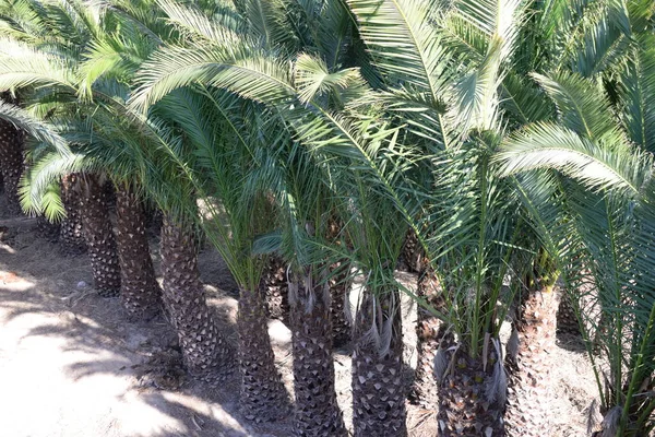 Palmiers Dans Désert — Photo