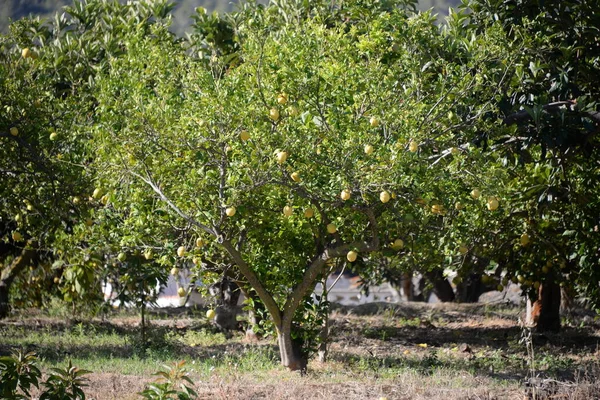 Maçãs Verdes Uma Árvore Jardim — Fotografia de Stock