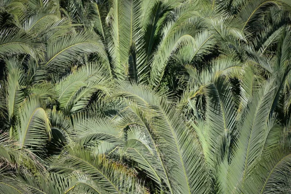 Zielone Liście Palmy Plaży — Zdjęcie stockowe