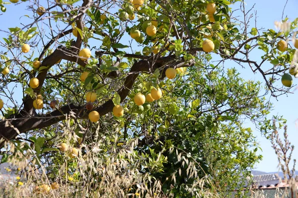 Dojrzałe Żółte Jabłka Drzewie Ogrodzie — Zdjęcie stockowe