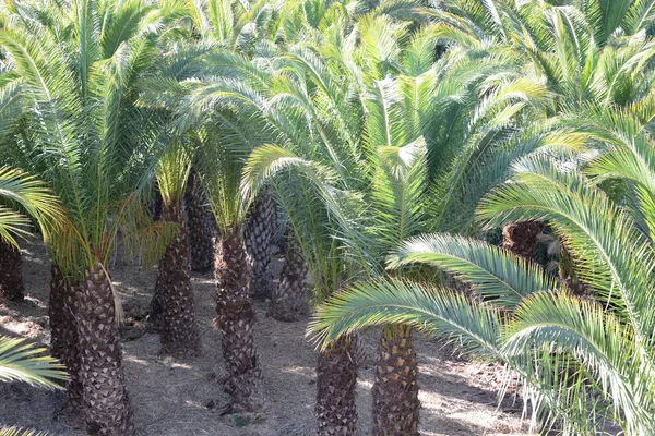Palmiers Dans Jardin — Photo