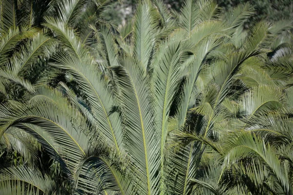 海滩上的绿色棕榈叶 — 图库照片