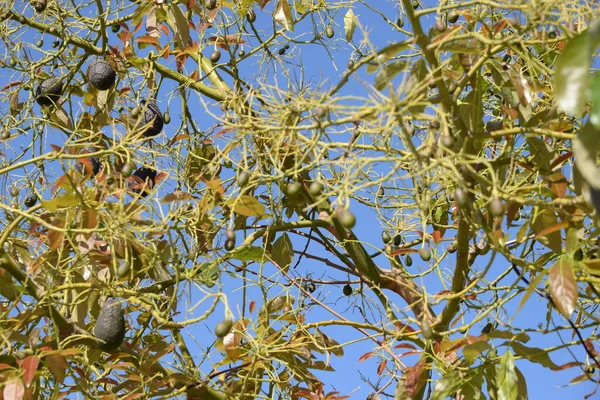 Гілка Оливкового Дерева Стиглими Фруктами Ягодами — стокове фото