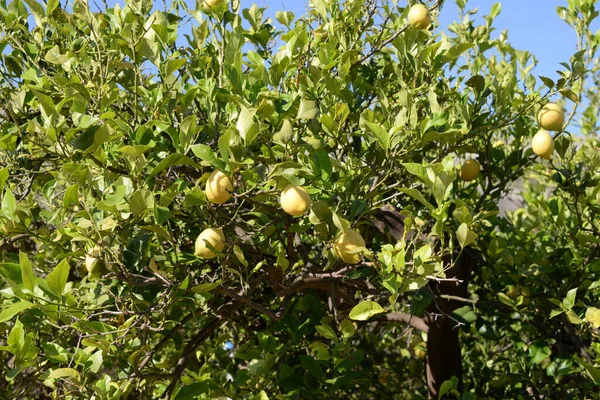 Rijpe Peren Een Boom Tuin — Stockfoto