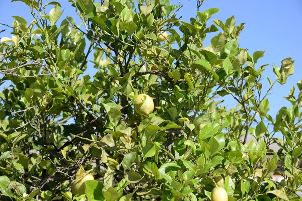 Reife Äpfel Auf Einem Baum Garten — Stockfoto