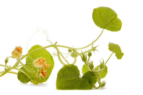 Brote Calabaza Verde Joven Aislado Sobre Fondo Blanco Concepto Jardinería — Foto de Stock