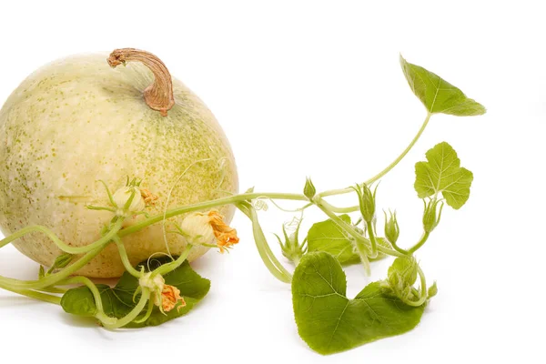 Young Green Pumpkin Sprout Ripe Pumpkin Concept Gardening Future Yield — Stock Photo, Image