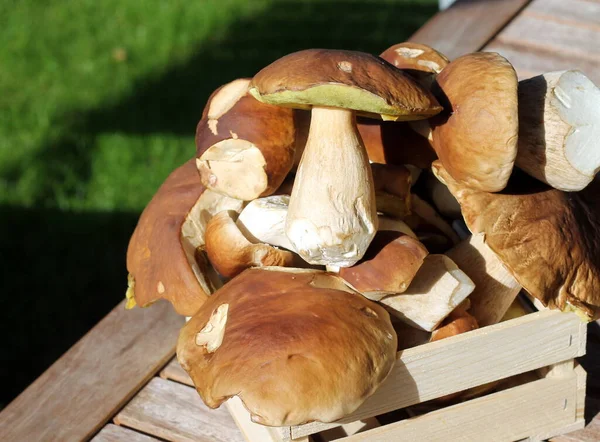 Cogumelos Floresta Árvores Clima Coleta Cogumelos Cozinhar Assar Porcini Moshrooms — Fotografia de Stock