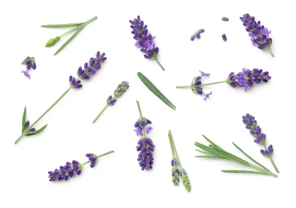 Lavender Flowers Isolated White Background Top View Flat Lay — Stock Photo, Image