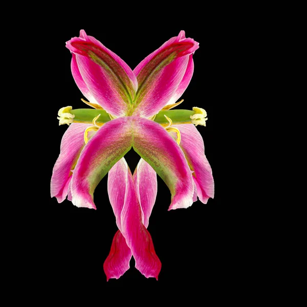 Красивый Розовый Цветок Лилии Черном Фоне — стоковое фото
