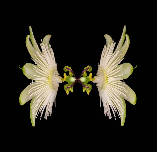 Beautiful White Lily Flower Black Background — Stock Photo, Image