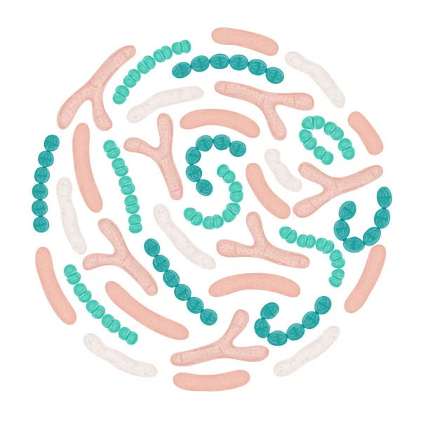 Probióticos Vectoriales Forma Circular Bifidobacterias Lactobacilos Estreptococos Termófilos Lactococos Propionibacterias —  Fotos de Stock