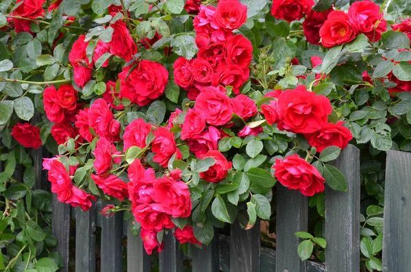 Червоні Троянди Саду — стокове фото