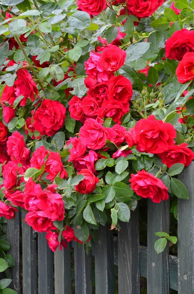 Rosas Rojas Jardín —  Fotos de Stock