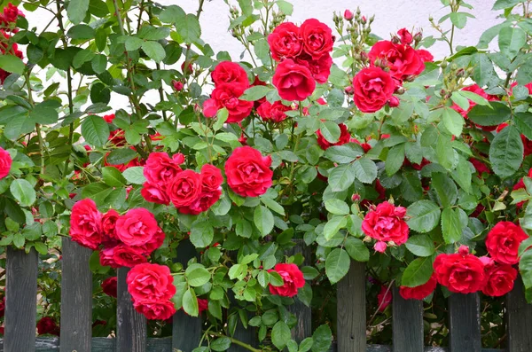 Κόκκινα Τριαντάφυλλα Στον Κήπο — Φωτογραφία Αρχείου