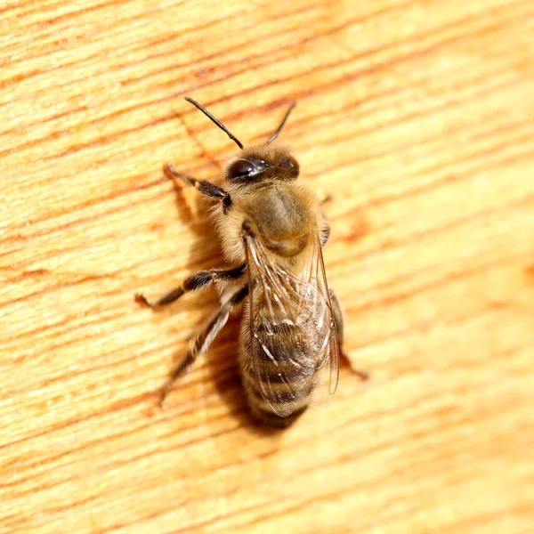 Eine Honigbiene Sitzt Auf Dem Boden — Stockfoto