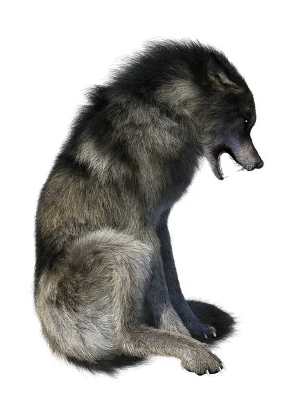 Schwarzer Und Weißer Wolf Isoliert Auf Einem Hintergrund — Stockfoto